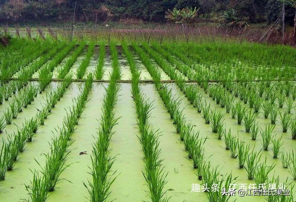 茭白是什么植物（茭白详细简介） 第5张