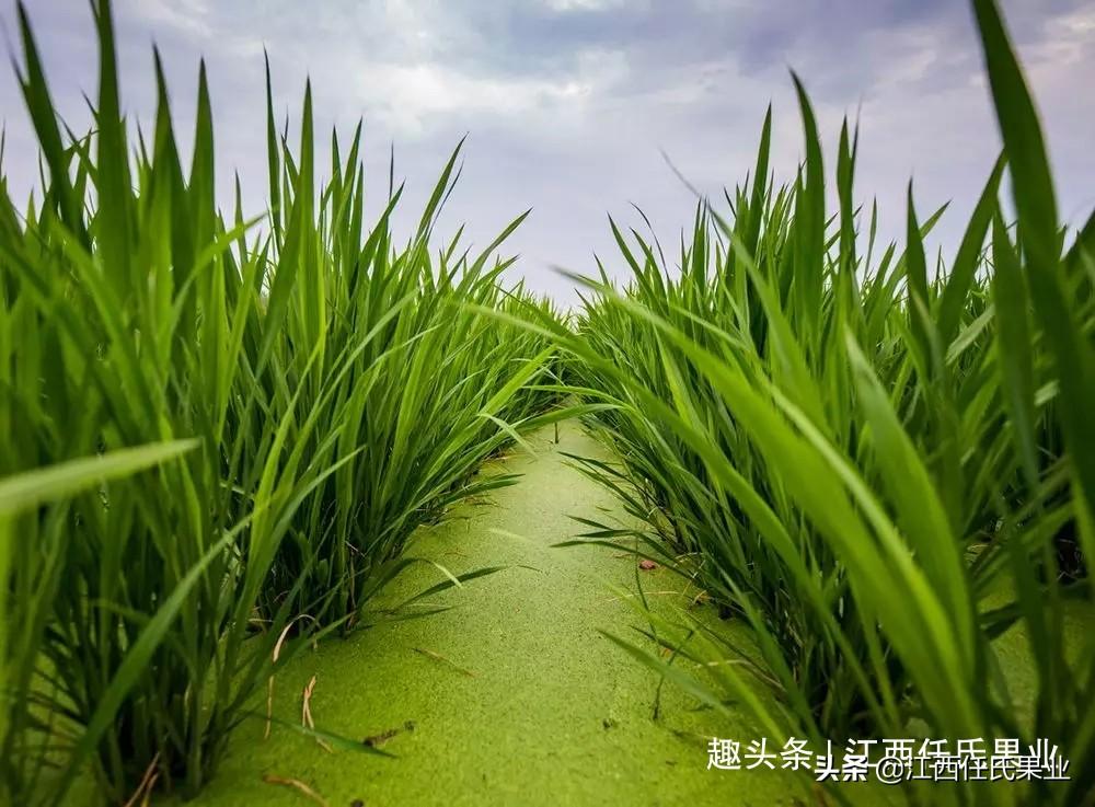 茭白是什么植物（茭白详细简介） 第7张