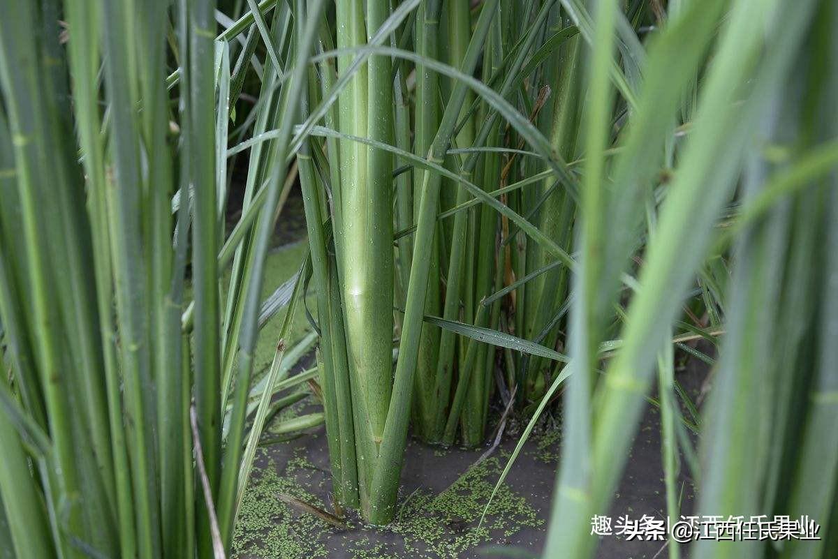 茭白是什么植物（茭白详细简介） 第3张