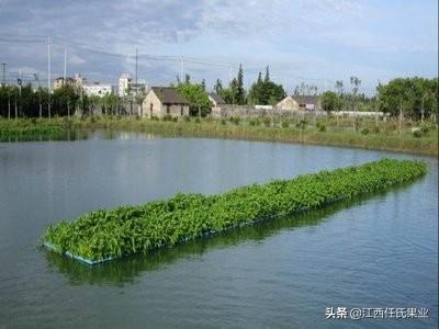 蕹菜是怎么留藤的（水蕹菜栽培技术） 第7张