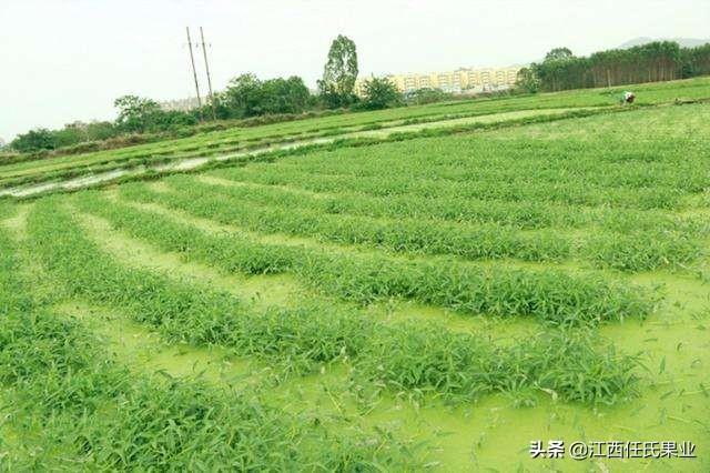 蕹菜是怎么留藤的（水蕹菜栽培技术） 第11张