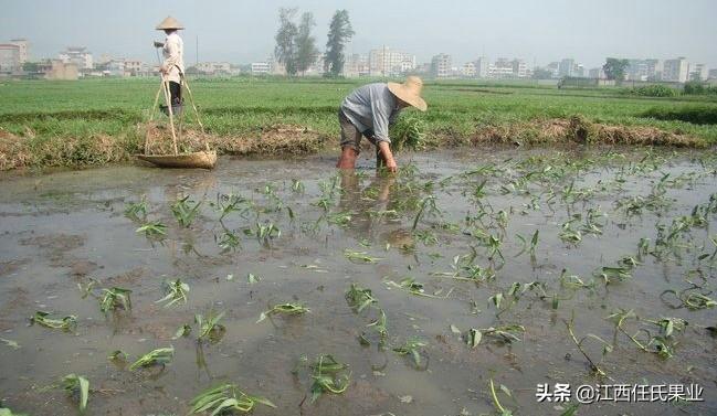 蕹菜是怎么留藤的（水蕹菜栽培技术） 第15张