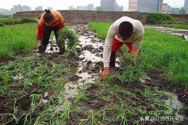 蕹菜是怎么留藤的（水蕹菜栽培技术） 第3张