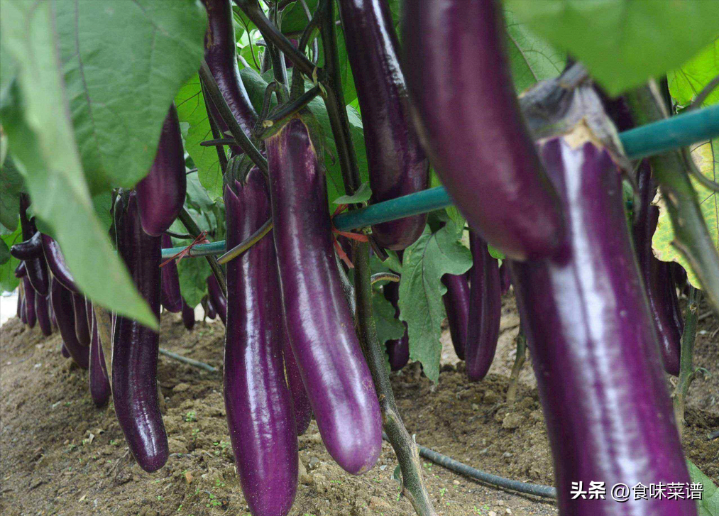 茄子怎么做好吃又简单（茄子最好吃的4种做法） 第3张