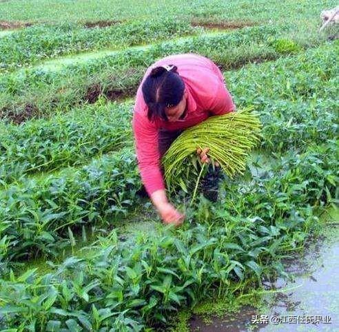 蕹菜是怎么留藤的（水蕹菜栽培技术） 第1张