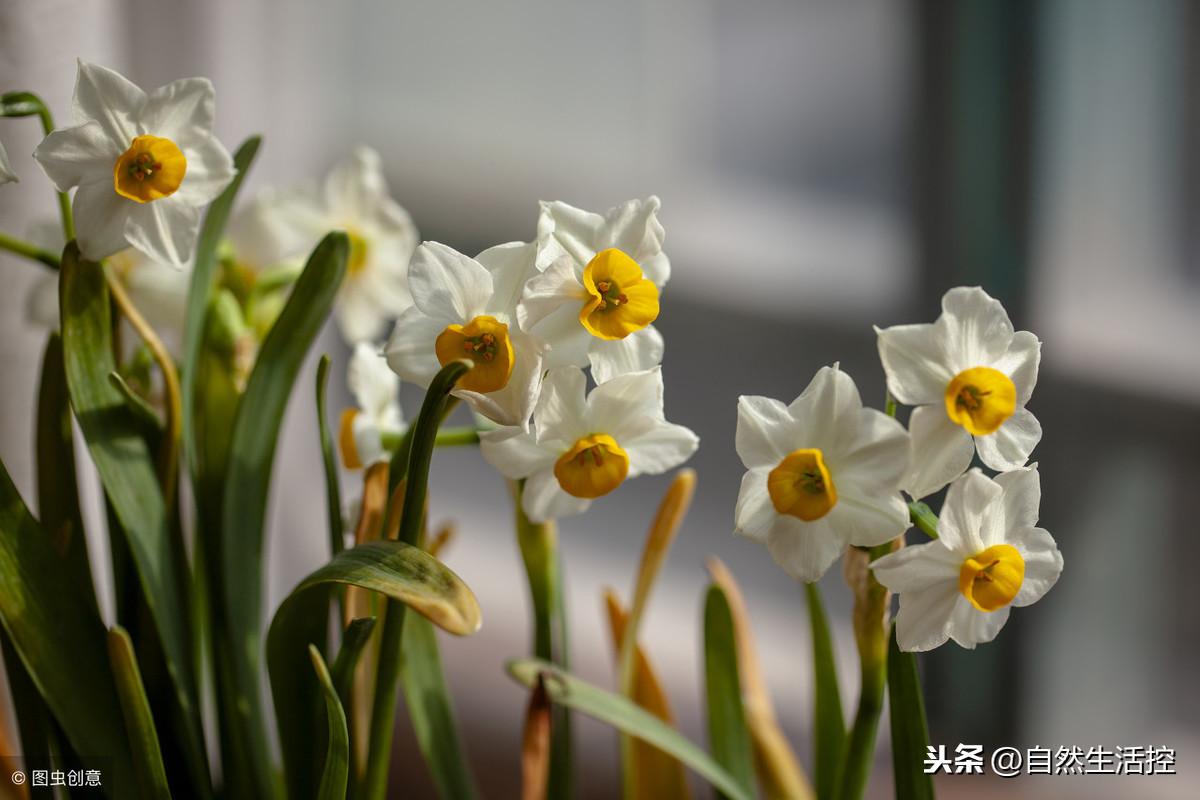 水仙花如何雕刻（水仙进行雕刻和水养的方法） 第7张