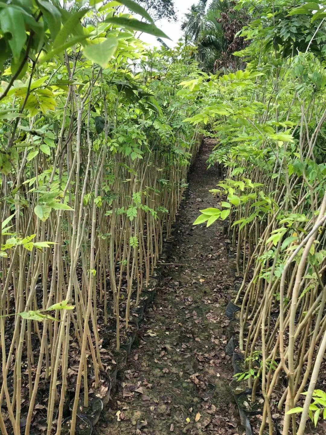 非洲黄花梨木价格（黄花梨的价格详情） 第5张