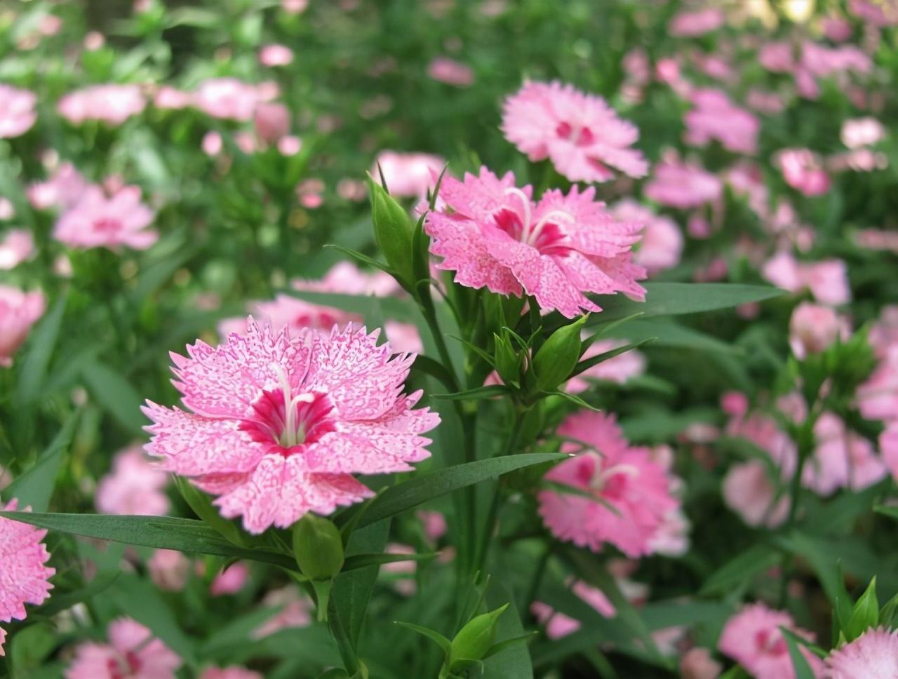 石竹花养殖方法（石竹花养家庭养法小妙招） 第3张