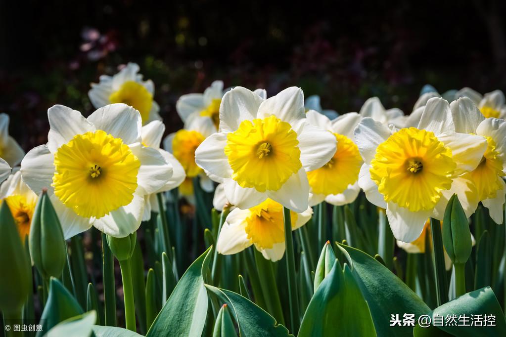 水仙花如何雕刻（水仙进行雕刻和水养的方法） 第9张